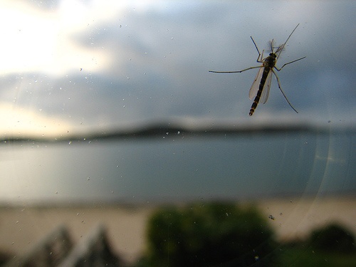 Jak uchronić się przed komarami?