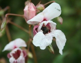 Dzień ochrony stworzenia