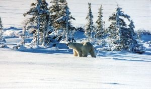 Gubernator Alaski przeciw strefie dla niedźwiedzi polarnych