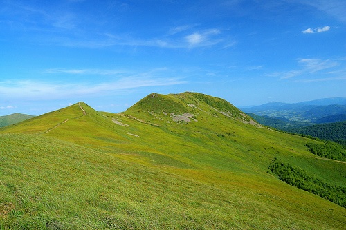 Tarnica