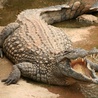 Prehistoryczny kuzyn krokodyli udawał ssaka