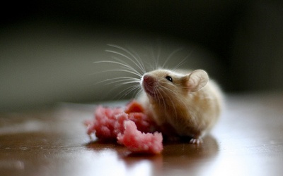 Ślepe myszy "widzą" 