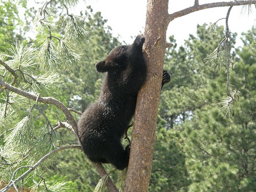 Ekolodzy i niedźwiedzie