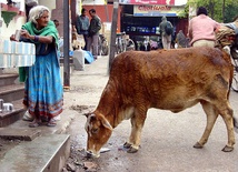 Indie: Nie będzie wołowiny na Igrzyskach