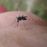 Nowa, ekologiczna metoda walki z komarami