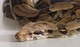 Wąż boa schwytany w Katowicach