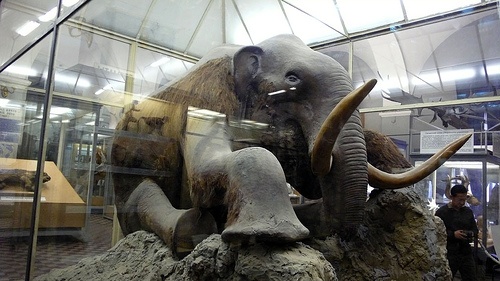 Kto jest winny wymarciu mamutów?