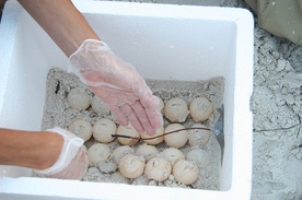 Meksyk: Przechwycono 4 tys. żółwich jaj