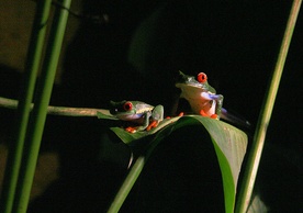 Odkryto gatunek miniaturowych żab