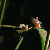 Odkryto gatunek miniaturowych żab