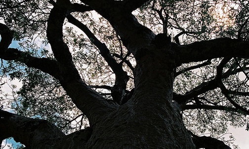 Z Bulawayo do Messine