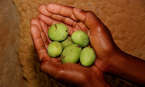 Owoce Marula