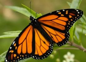 Kanada: Motyle zaczynają zimową migrację do Meksyku