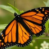 Kanada: Motyle zaczynają zimową migrację do Meksyku