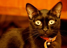 Włochy: Ruch Obrony Czarnych Kotów