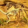 Odkryto szkielet niezwykłego dinozaura