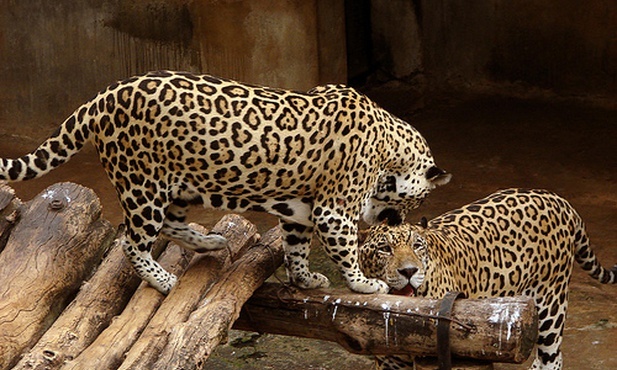 Polsko-wenezuelskie badanie jaguarów