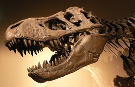Tyranozaur zjadał swoich braci