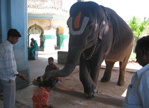 Słoń "dziedzictwem narodowym"
