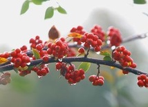 Balsam dla zbolałych