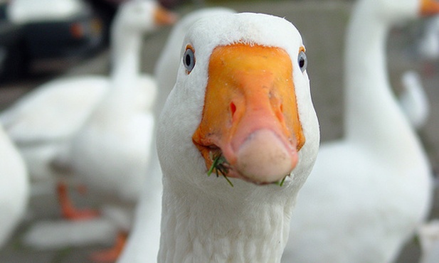 Przy gęsi dobrze posiedzieć