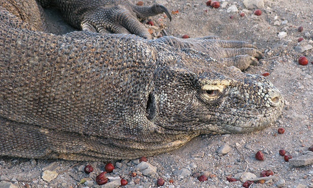 Wymarły kuzyn warana z komodo