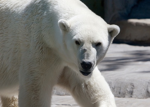 Grizli zagrożą niedźwiedziom polarnym?