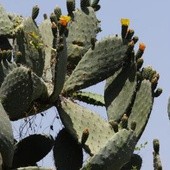Sposób kaktusów na pustynny upał