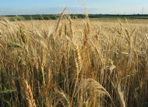 Zboża stale drożeją