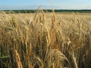 Zboża stale drożeją