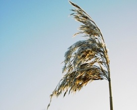 III Niedziela w Adwencie