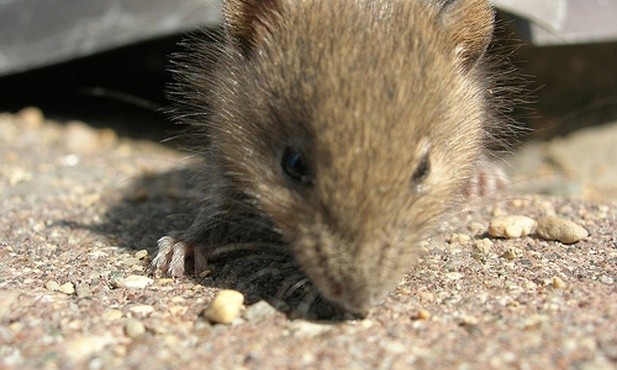 Potomstwo dwóch samców myszy 