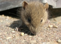 Potomstwo dwóch samców myszy 