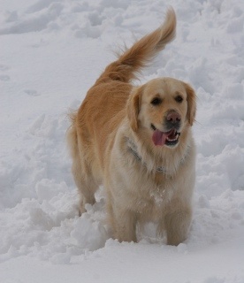 Pies Pustelnik na rekolekcjach adwentowych 