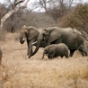 Afryka ma dwa gatunki słoni