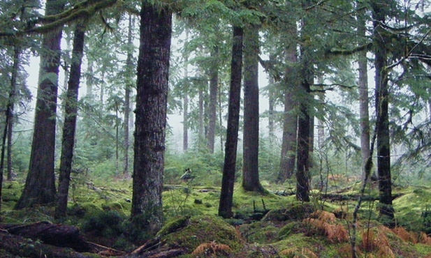 Odkryto fort z epoki żelaza