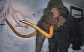 Tajemnicze zniknięcie mamutów z wyspy Wrangla