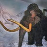 Tajemnicze zniknięcie mamutów z wyspy Wrangla