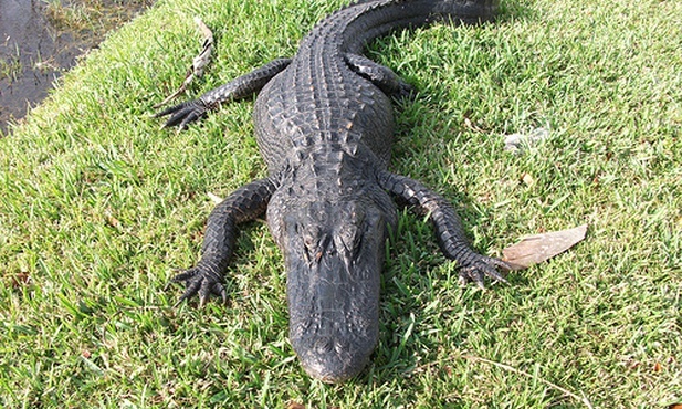 Aligator za kanapą