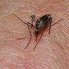 Komar - natrętny krwiopijca