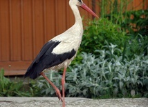 Lepszy bocian niż...