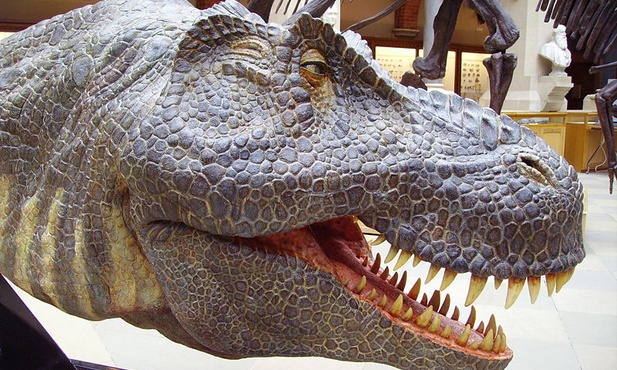 Odkryto kuzyna tyranozaura