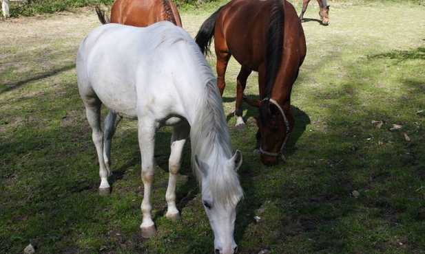 Za kratki za znęcanie się nad końmi