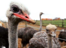 Strusie afrykańskie na polskiej ziemi czują się świetnie