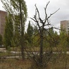 Czarnobyl: 25 lat po katastrofie