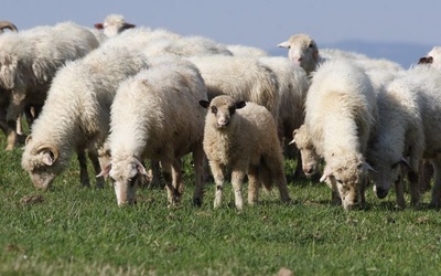 W Bieszczadach spóźniony redyk owiec