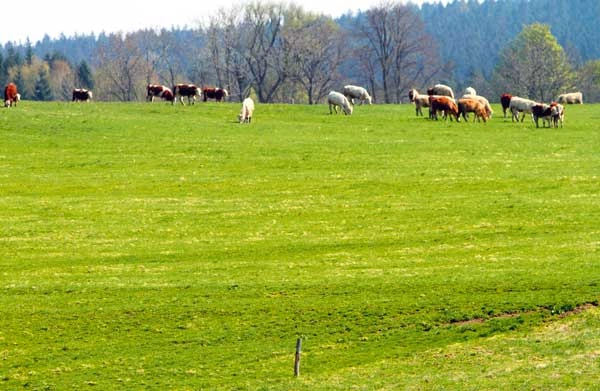 Nad granicą w Dolni Oldřiš