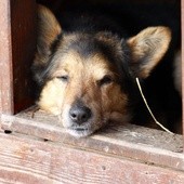 Pieskie życie - będzie lżej?