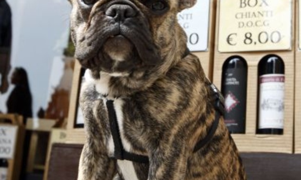 W kagańcu i na smyczy - albo kara