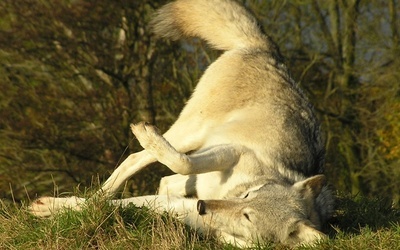 Tańcząc z wilkami